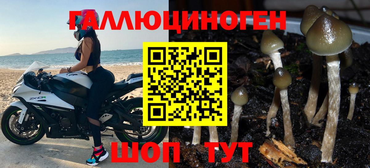 Галлюциногенные грибы Psilocybe Бутурлиновка